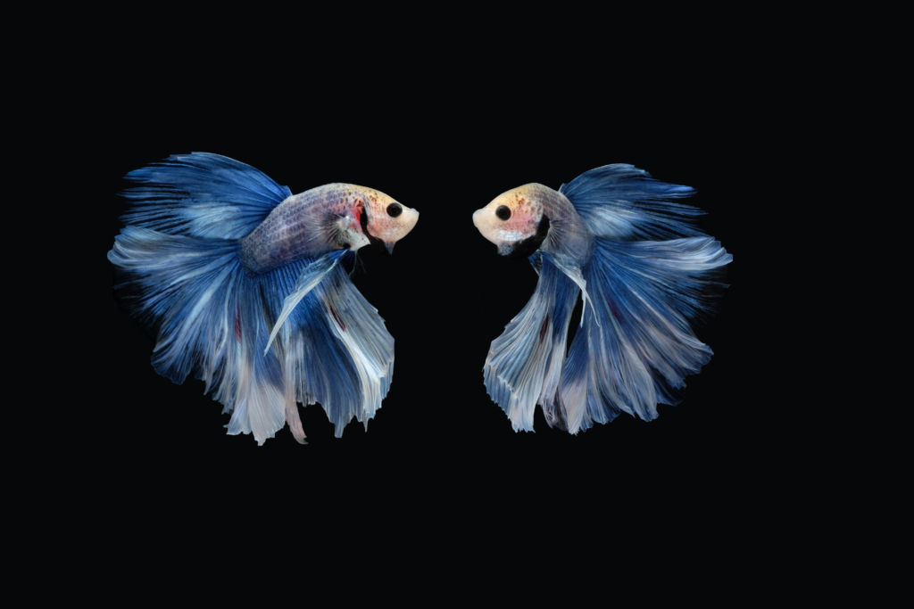 Two dancing of betta siamese fighting fish (Giant Halfmoon Rosetail in white blue color combination) isolated on black background
